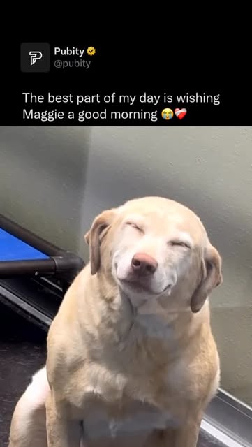 😭

Dogs wag their tails mainly to communicate emotions and intentions, but the meaning depends on the context and how the tail moves. A loose, wide wag usually shows happiness or excitement, while a stiff or fast wag can signal alertness or even tension. The direction can matter too, with some studies suggesting wagging more to the right reflects positive feelings and to the left more negative ones. Overall, tail wagging is part of a dog’s body language, helping them express how they feel to both humans and other animals.

(@pawms_huntsville via Collab)

#dogs