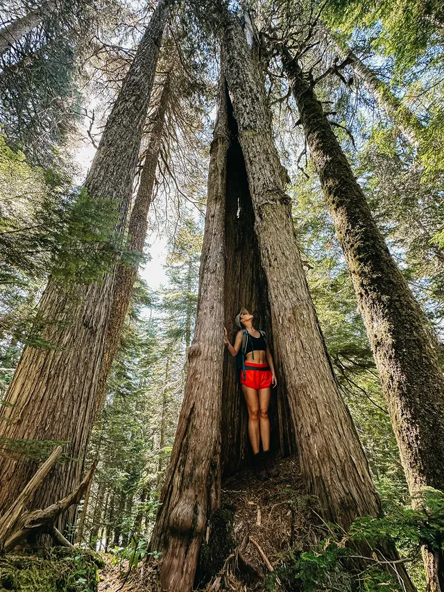 The forest is my home. In fact, it's all of ours. We evolved here, whether you've lost that connection or not. Today is International Day of Forests and on this day to honor the places that give us the air that we breathe, filter the water that we drink and keep it from flooding our towns and cities, host the vast majority of the world's species, regulate climate, and so much more - I'd like to tell you how much I loathe the term 'tree hugger'. Given we cannot survive without oxygen — and trees supplement us with most of our oxygen — how frail in one's masculinity does one have to be to think that showing a level of reverence to the living thing that sustains our life is weak, or in any way shameful? I'm not saying you have to literally hug a tree. But come on. If you don't understand that forests are the backbone of our entire planet, you're a complete and utter fool. If you're still reading this, it might interest you to know that forests are a lot more intelligent than we thought. Turns out trees of all species in a forest communicate and even share resources with one another underground through fungal networks. They elicit stress signals to warn each another when pests are near and if a tree is struggling or dying, another (even of a different species!) often will share life-saving nutrients with it.Our forests are in serious trouble. In my province alone we have 3% of our old growth left. Old growth might just sound like a familiar buzzword to you, but it has real meaning. Those ecosystems are extremely important, and those trees will never grow back once cut. Countless species depend on them to survive and will go extinct without them.Take a pledge with me to learn more about forests in your areas. Whether it's going for a walk and looking up one or two of the plants or animals that you see there and learning about them briefly , or taking some photos to share with your friends what a special place it is, or reading a book or even a couple pages of a book... It's up to all of us to learn about our wild places so that we can advocate for them. by @siobhan
