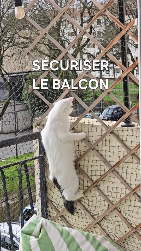 *publicité y'a plein d'accidents et d'autant plus quand il fait beau et en sécurisant ben ça rend le balcon + safeMon truc est pas parfait, l'idéal c'est d'avoir un filet fixé en bas et qui va jusqu'en haut, y'a des pros qui peuvent le faire (ça coûte environ 1000€ quand je m'étais renseigné du coup j'ai juste acheté un filet renforcé pour environ 100€ et j'avais de quoi faire x2)Le projet c'est de mettre des jardinières et des plantes le long des treillis pour que Mona la menace arrête d'y grimper mais même pas sûr que ça la décourage breeefJte donne aussi comme promis mon code @barkibu.fr c'est APPELLEMOISAM25 et ça donne -25€ sur ta mutuelle pour chien ou chat. Dans 95% des cas iels remboursent tes frais en moins de 5 jours et t'as aussi une CB pour même pas les avancer voilaaa ✨️ by @appelle.moi.sam