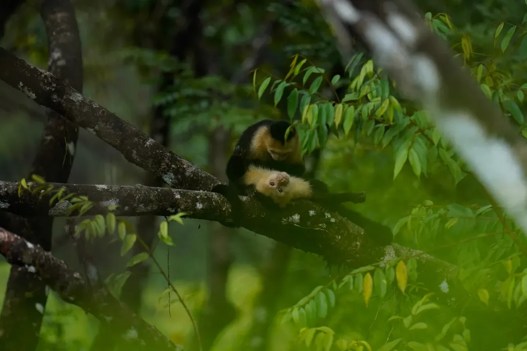 A few highlights from Costa Rica. #1 interrupted a seemingly intimate moment between capuchins#2 is a very proud daddy orange-chinned parakeet showing off his nest he built in a termite nest.#3 basilisk or Jesus Christ lizard - they can walk on water by @siobhan