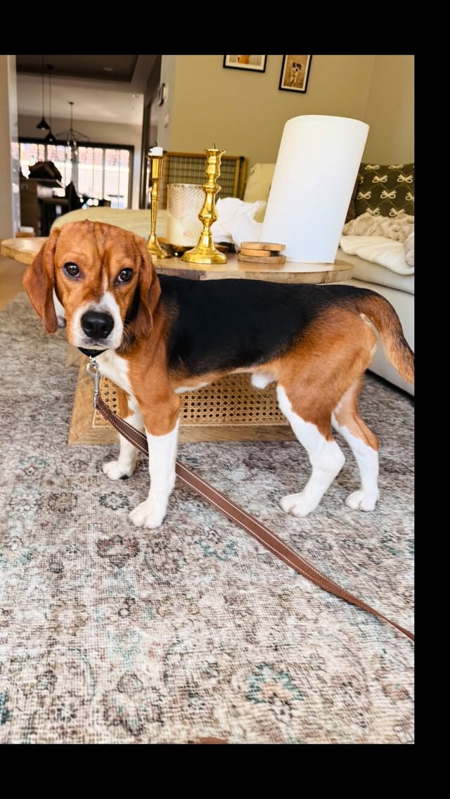 Bringing home this handsome, sweet pup who’s only known life inside a lab… and now, his first taste of fresh air, cuddles, car rides, companionship and freedom. 🐶🤎Welcome to your foster era, Journey! The forecast from here on out: sunny skies. ☀️@pawschicago .#beagle #freedom #ridglanfarms #rescue by @cherylscottwx