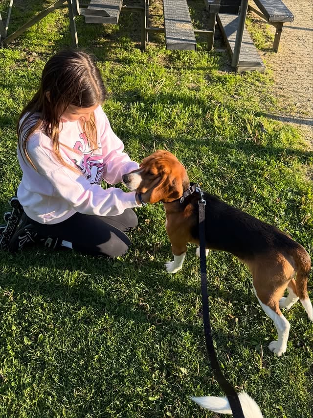 I’m not crying, you’re crying. 😭😭😭 - on one of our first walks with our rescue boy, a little girl asked to pet him… wearing a LOLA sweatshirt!!! I mean… a sign from above!!?!!?! Some moments just feel like they were meant to be 💫🐾🐶(Missing sweet Lola but she always finds ways to say hi🎀 & no doubt she’s watching over us) .#beagle #rescue by @cherylscottwx