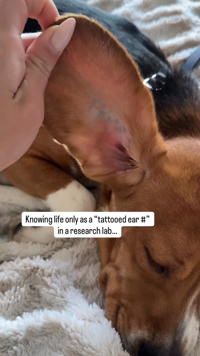 His ear tells part of his story (his past). His future will tell the rest! 🐶🖤🐾☀️.#beagle #ridglanfarms #rescue by @cherylscottwx