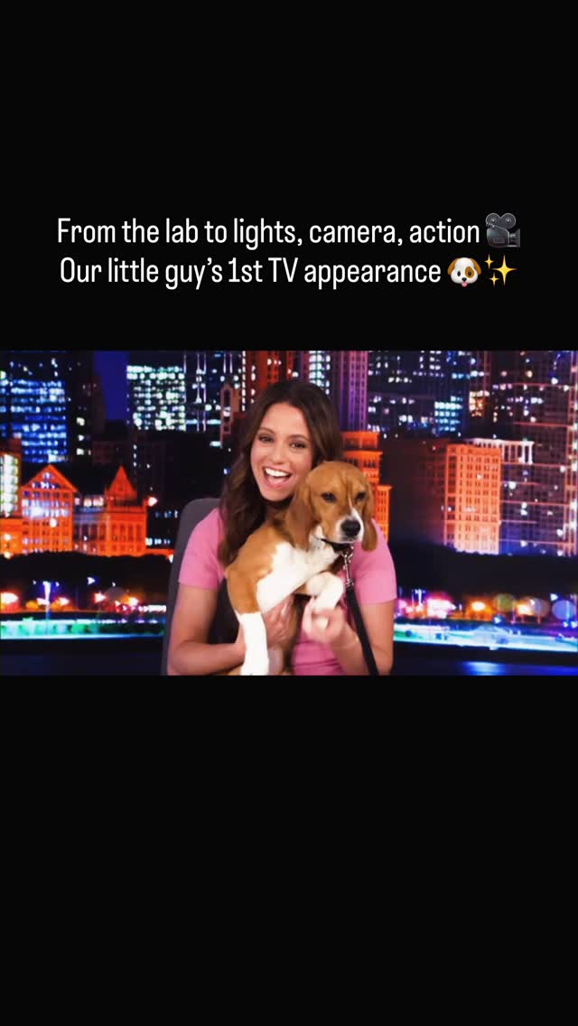 Forecast: 100% chance of stealing the show! Former lab beagle turned Chicago’s newest little news hound 🐶.#beagle #ridglanfarms #rescue by @cherylscottwx