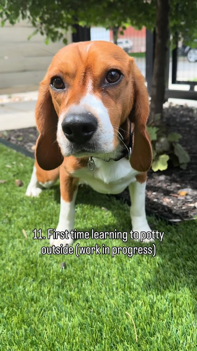 One week in, and already so many wins. 🤍From lab life to love, safety, belly rubs, and learning what it means to just be a dog. Happy National Rescue Dog Day to our sweet rescue boy — watching you come out of your shell has been the best gift. 🐾☀️#beagle #NationalRescueDogDay #ridglanfarms #rescue by @cherylscottwx
