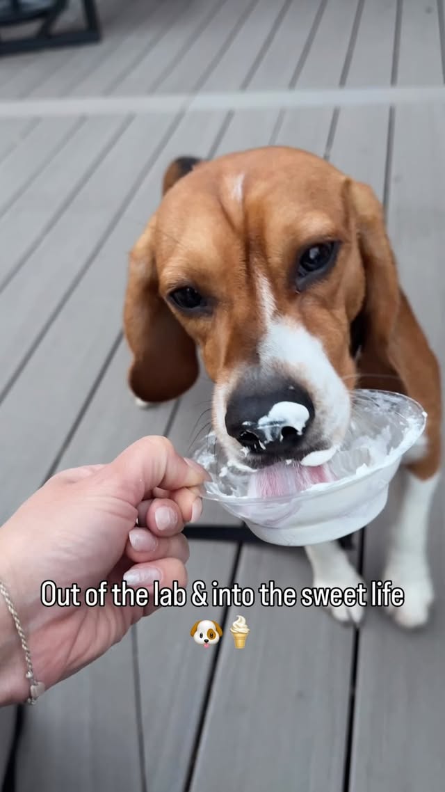 Pup’s 1st Pup Cup! He understood the assignment 🥹🥰🍦.#rescue #beagle #savethebeagles by @cherylscottwx