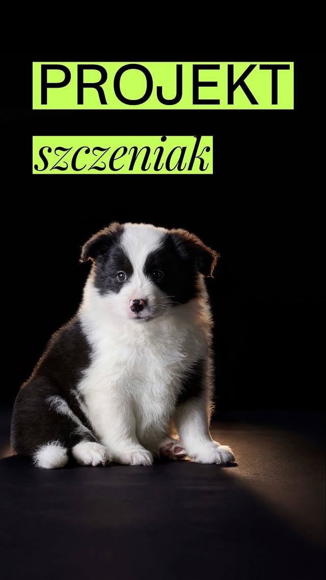 Warto zaopatrzyć się w torbę podróżną dla psiaka! Jest świetnym rozwiązaniem dla maluchów, które nie pokonują jeszcze dużych dystansów lub są objęte kwarantanną 🐶 Nie zastąpią im jednak spaceru, które są w życiu psa jedną z ważniejszych potrzeb 🐾#torbadlapsa #szczeniak #psiarze #pieskieżycie #pieskiesprawy by @johndog_pl
