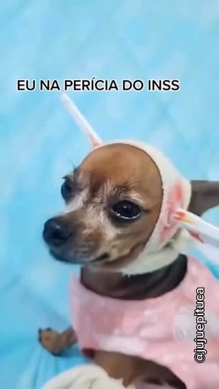 Será? Kkk
.
#jujuepituca #pinscher #pets #humor #meme #dog