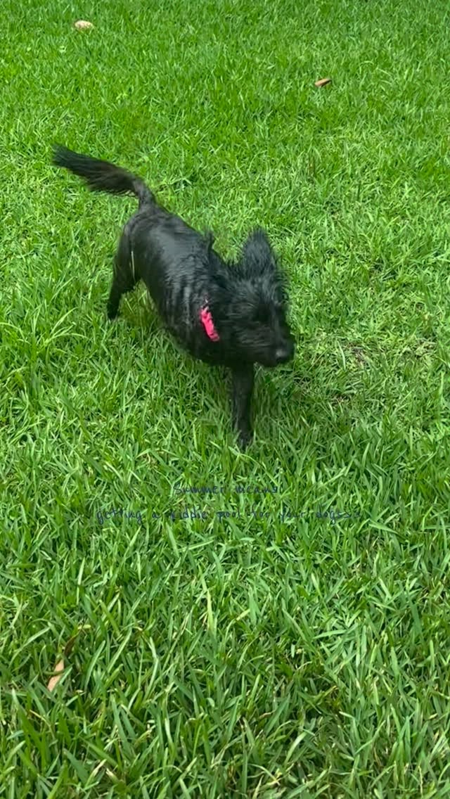 This was so fun definitely recommend :) #dogs #summer #explore #cute by @alyjofficial