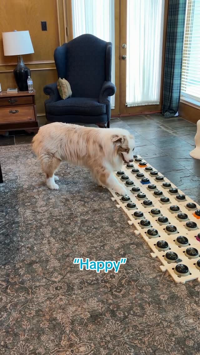 This morning Flambo hit “thank you” and then “happy,” and honestly, it made me smile more than I expected.

The dogs were being extra silly and joyful today, and while I know button presses can mean a lot of different things, I’m choosing to take this one at face value. 😆 @flambothedog 

It’s nice to spend so much time trying to understand what they’re saying and then occasionally get a little reminder that they might appreciate me too. ❤️ #dogsofinstagram #australianshepherd #dogreels #reelsofinstagram #dogsthattalk