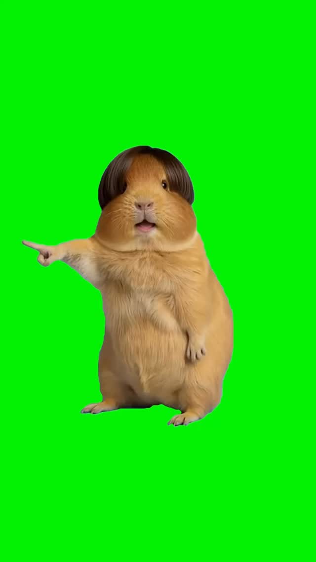 Hamster in Wig Dancing | Green Screen #hamster #wig #dancing #meme #memecut by @igreenscreenthings