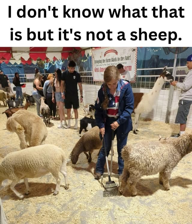 This photo was taken at a county fair by Eevee_XoX on reddit. Confusing perspective. What do you think it is? ✨Follow for more✨ I am famous biologist. ⚠️ #science #animals by @biologistmichael