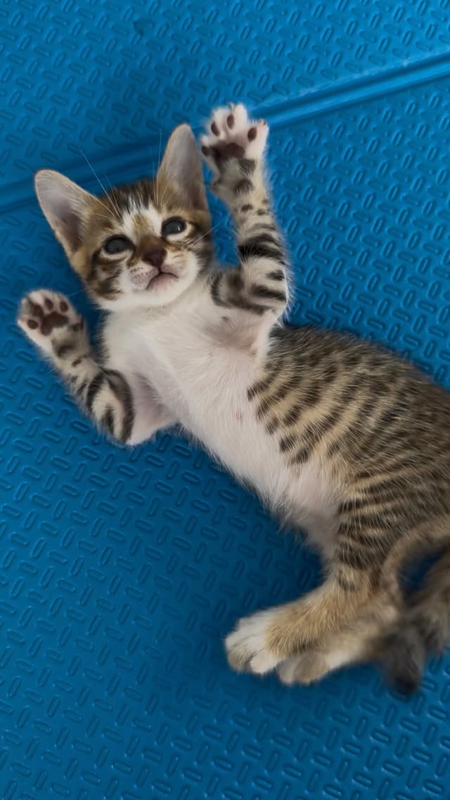 L’anno scorso questa gattina era terrorizzata dagli esseri umani.Piano piano ho conquistato la sua fiducia e sono diventata la sua prima amica umana. 💙Quando sono tornata a Camotes quest’anno, mi ha riconosciuta subito.Prima mi ha presentato sua figlia maggiore.Poi mi ha fatto il regalo più bello che potesse farmi: i suoi nuovi cuccioli. 🐾Li ho visti crescere giorno dopo giorno, prendere sempre più fiducia, giocare, esplorare il mondo… e, in qualche modo, farmi sentire parte della loro famiglia. 🥰Tra tutti i doni che la natura avrebbe potuto regalarmi, questo è stato il più prezioso.Perché la fiducia è tutto. ✨Mi mancate già tantissimo… ma sapere che state bene mi riempie il cuore. 💙🐾They became my little family while I was in Camotes. 💙🐾Of all the gifts nature could have given me, this was the most precious one.Because trust is everything. ✨ by @alessia.zecchini