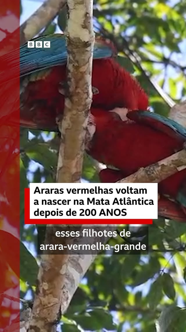 EXCELENTE notícia para as araras, a Mata Atlântica e todos nós 🦜🌳As araras-vermelhas-grandes (Ara chloropterus) estavam extintas desse bioma há mais de 200 anos. A última vez que elas tinham sido vistas foi na expedição de um príncipe alemão entre 1815 e 1817…Mas um projeto do Ibama conseguiu reintroduzi-las na Mata Atlântica. E agora, em abril de 2026, os primeiros filhotinhos dessa espécie nasceram de novo na natureza!Conheça este incrível projeto e o que a volta das araras vermelhas representa para a proteção desse bioma tão ameaçado#ararasvermelhas #meioambiente #araras #mataatlântica #bbcbrasil by @bbcbrasil