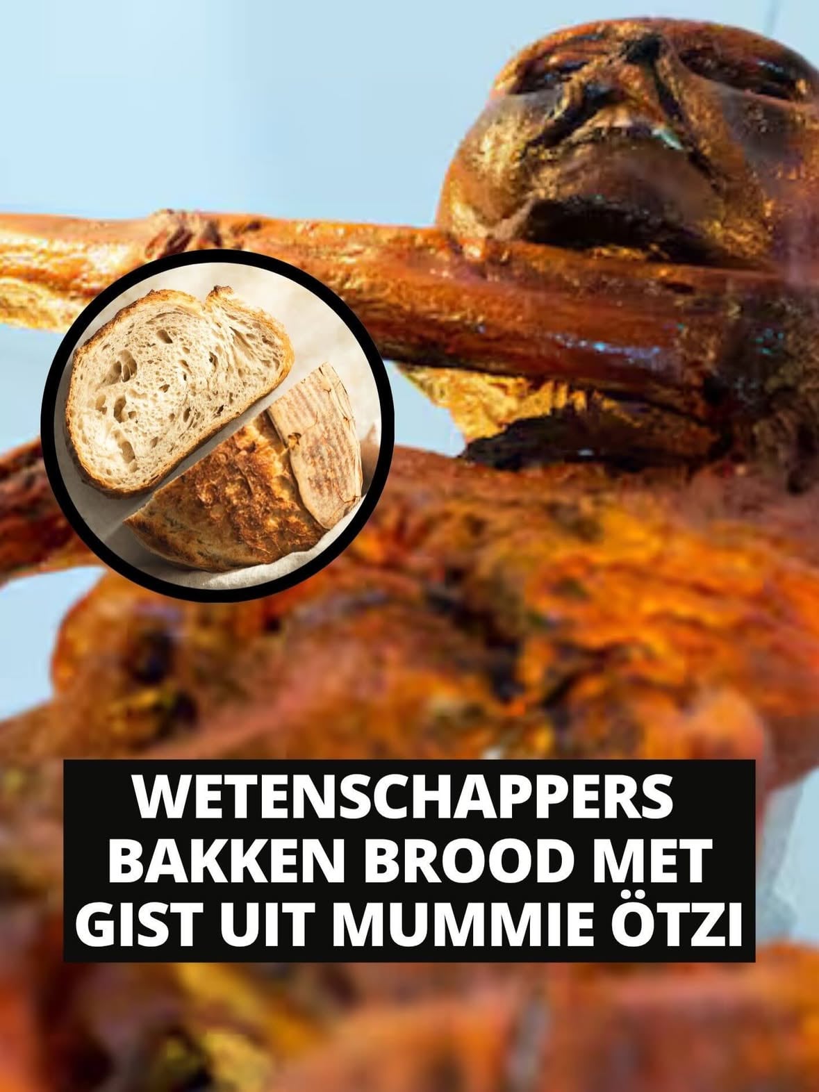 de één zijn dood is de ander zijn brood (letterlijk)

Wetenschappers hebben met succes brood gebakken met gist die werd aangetroffen in de beroemde ijsmummie Ötzi. De onderzoekers willen nu onderzoeken of dezelfde gist ook gebruikt kan worden voor het brouwen van bier.

Ötzi, ook wel bekend als de “Iceman”, leefde ruim 5.300 jaar geleden en werd in 1991 gevonden in de Alpen op de grens van Italië en Oostenrijk. Dankzij de uitzonderlijk goede conservering in het ijs is de mummie al tientallen jaren onderwerp van wetenschappelijk onderzoek.

Onderzoekers van het Eurac Research Institute in het Italiaanse Bolzano bestudeerden de micro-organismen die zich op en in het lichaam van Ötzi bevinden. Daarbij ontdekten zij verschillende gistsoorten die de extreme omstandigheden hebben overleefd. Na maanden van experimenteren slaagden de wetenschappers erin om de gist opnieuw actief te maken en er een zuurdesembrood mee te bakken.

Volgens microbioloog Sarhan gedroeg het deeg zich vrijwel hetzelfde als deeg met moderne gist. Het brood rees binnen 24 uur en leverde volgens de onderzoekers een verrassend goed resultaat op.

De onderzoekers zien meer mogelijkheden voor de eeuwenoude gist. Zij willen samen met brouwers onderzoeken of de micro-organismen ook geschikt zijn voor het brouwen van bier. Daarmee hopen zij unieke smaken en eigenschappen uit het verleden opnieuw tot leven te brengen.

Uit genetische analyses blijkt dat de gist waarschijnlijk kort na de dood van Ötzi in zijn lichaam terechtkwam en zich vervolgens duizenden jaren heeft weten te handhaven in de koude omgeving van de Alpen. De vondst biedt wetenschappers niet alleen nieuwe inzichten in oude micro-organismen, maar ook in het leven en de gezondheid van mensen uit de prehistorie.

Ötzi blijft daarmee een van de meest waardevolle archeologische vondsten ooit. Eerder leverde onderzoek naar de ijsmummie al informatie op over de voeding, gezondheid, genetische afkomst en de gewelddadige dood van de man uit de Kopertijd.
—
The Guardian