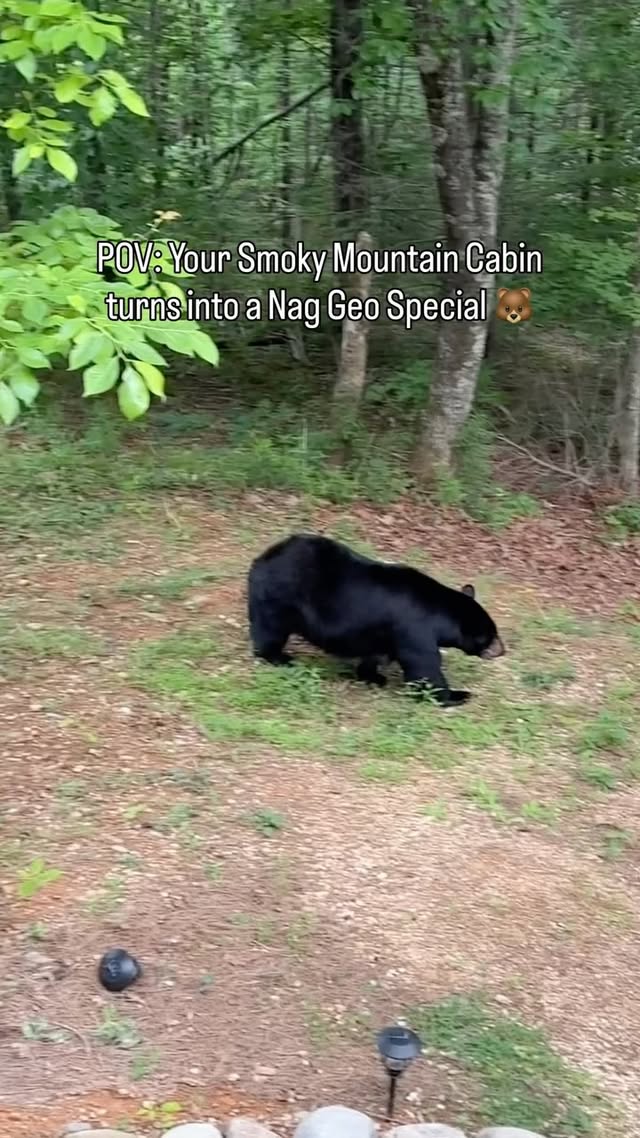 In case anyone needs a Chicago “bears” moving distraction… It’s Bear season in the Smokies! 🐻 #bears #smokymountains #bear by @cherylscottwx