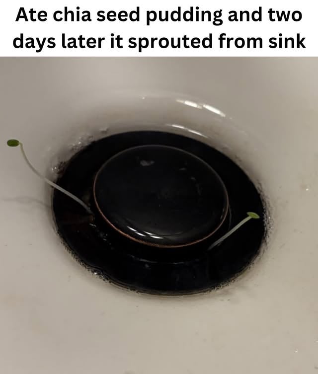 Chia seeds can begin sprouting in a couple of days when they have enough moisture, and the gel-like coating they develop helps them retain water and germinate quickly. Deeply emotional creatures. This happened to whowantsrice on reddit. ✨Follow for more✨ I am famous biologist. ⚠️ #science #plants by @biologistmichael