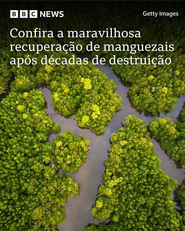 Volta por cima🌱⁠⁠Uma inesperada recuperação de florestas de manguezal que protegem milhões de pessoas de tempestades, servem de berçário para inúmeras espécies e absorvem enormes quantidades de gases que provocam o efeito estufa surpreendeu cientistas em um novo estudo.⁠⁠Por décadas, pesquisadores observaram um declínio rápido desses ecossistemas, que deram espaço ao avanço de populações e áreas de criação pesqueira.⁠⁠Depois destes anos de destruição, a boa notícia é que desde 2010 mais áreas de manguezal estão crescendo do que sendo devastadas — graças a regras de proteção mais rigorosas e maior conscientização da própria população, após campanhas e tragédias como o tsunami de 2004 no Oceano Índico.⁠⁠O novo estudo destaca a capacidade de regeneração dessas florestas, desde que sejam deixadas em paz pelos seres humanos.⁠⁠A mudança também se deve, em parte, ao avanço tecnológico do monitoramento dos manguezais, segundo os autores da pesquisa coordenada por Zhen Zhang, da universidade de Tulane (EUA). ⁠⁠Para a estimativa mais recente, o sistema usado foi o Landsat, que é "altamente sensível a mudanças em áreas de floresta e fornece observações globais mais consistentes, que podem ter passado despercebidas por estudos anteriores", segundo Elizabeth Robinson, diretora do Instituto de Pesquisas Grantham, que não participou do estudo.⁠⁠Outra explicação para o crescimento dos manguezais paradoxalmente acende um sinal de alerta ambiental. Em muitas regiões, inclusive no Brasil, as áreas de maior crescimento dos manguezais se encontram na foz de rios desaguam enormes quantidades de sedimentos e nutrientes — muitas vezes provenientes de desmatamento ou atividades de mineração e agricultura rio acima.⁠⁠(📸: Getty Images)⁠⁠#bomdia #manguezal #mangue #meioambiente #bbcbrasil by @bbcbrasil