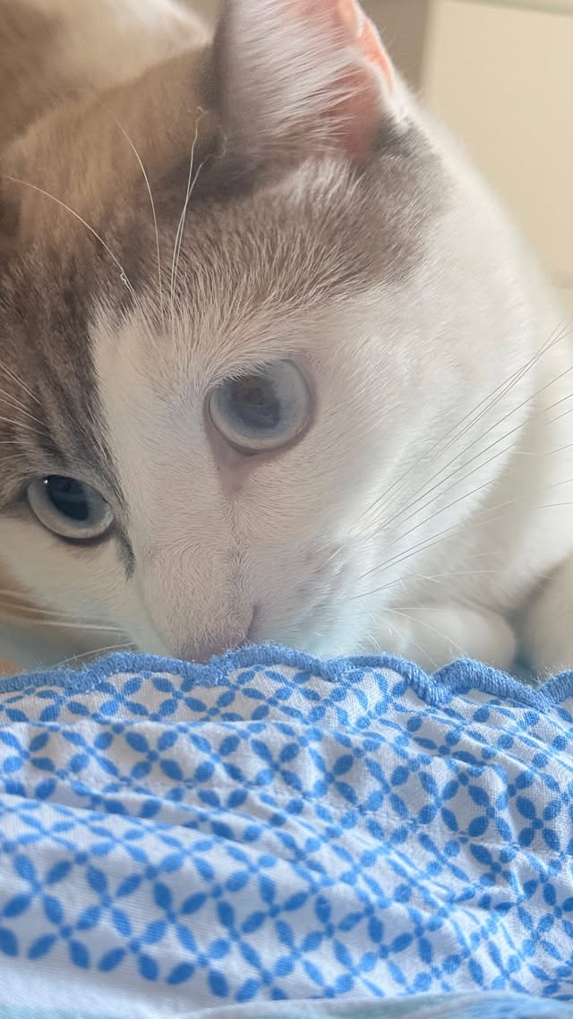 Lillo💙 #cats #cat #catsofinstagram #catstagram #instacat pet catlover pets kitten animal kitty animals instagood love petstagram kittens photooftheday nature catoftheday gatto ilovemycat petsagram gatti lovecats catsagram cute catlovers cats_of_instagram italy instagramcats by @michela_mei83