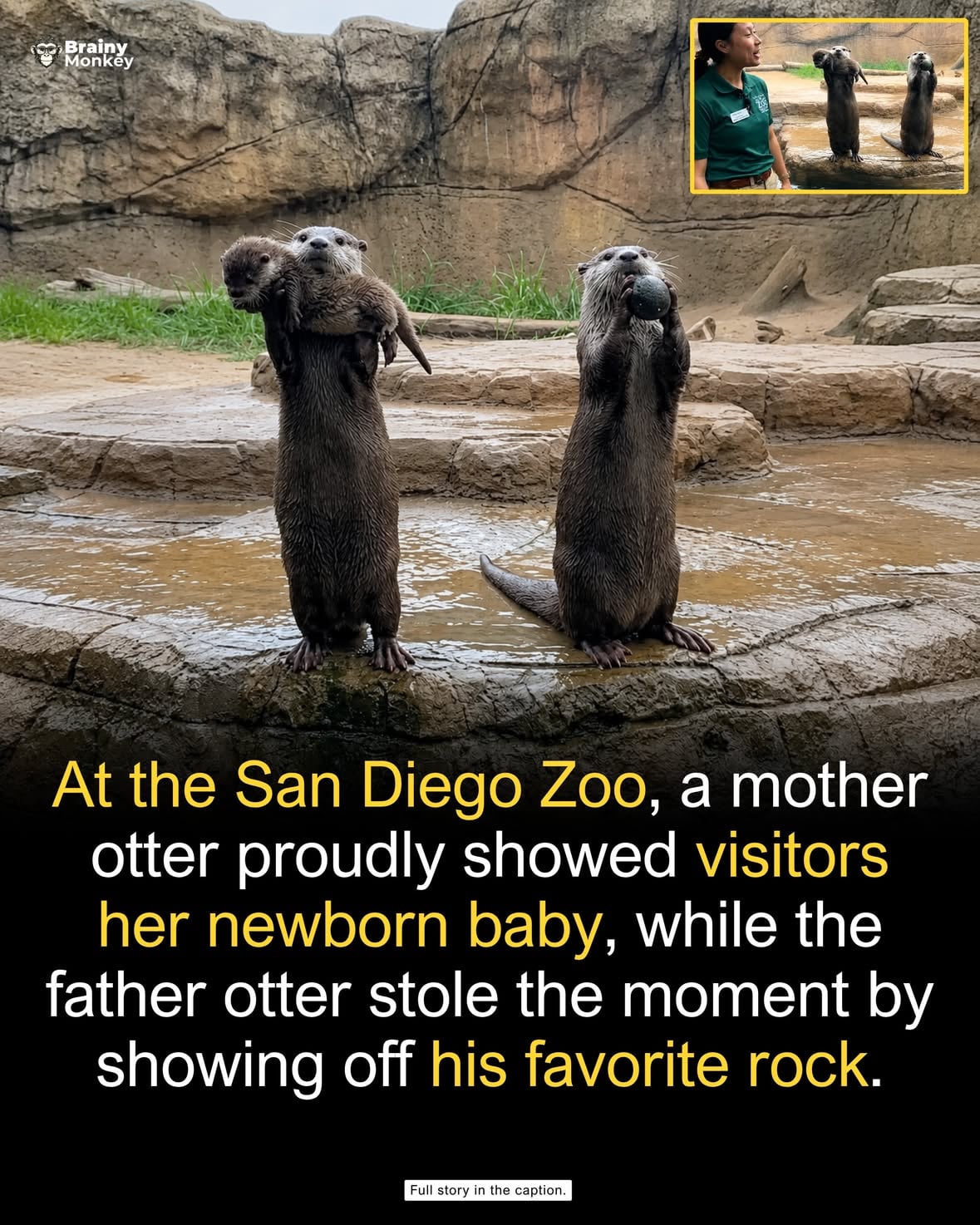At the San Diego Zoo, an otter family turned a simple moment into a viral sensation when the mother proudly showed off her baby while the father showed off his favorite rock. 

According to TikTok footage shared by visitors, the mother otter carried her pup to the glass, delighting the crowd as the tiny baby became the center of attention. Moments later, the father appeared, not with another pup, but with a smooth rock he seemed equally proud of, creating a hilarious “show and tell” dynamic.

The video quickly spread online, with millions of views and comments celebrating the otters’ behavior. Fans joked that the father’s rock was “the one that got him a family,” while others admired the otters’ social and playful nature. Wildlife experts highlighted that such moments reveal the charm of otters and why they captivate so many people.

Image was made using AI and for illustration purposes only.