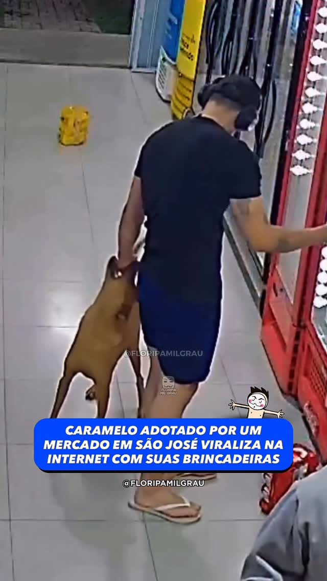 Um caramelo chegou no Paulista Mercado e Conveniência, em Forquilhas, São José, sem avisar e sem dono. Simplesmente apareceu, gostou do lugar e ficou. 🐕

Antônio, como foi batizado, hoje é CLT do mercado. A raça que trabalha lá cuida dele todo dia e ele retribui do jeito que sabe: arrancando risada de todo mundo que entra. 😂

As pérolas de Antônio viralizaram nas redes sociais e o perfil @antonioocaramelofc já soma quase 292 mil seguidores e mais de 8,3 milhões de curtidas! 🤩

Os vídeos são produzidos pela @melofc.leh e cada um que sai é uma nova loucura. 🎥

Fonte: @paulistamercadoconveniencia / @antonioocaramelofc
#floripamilgrau #caramelomilgrau #mercadomilgrau