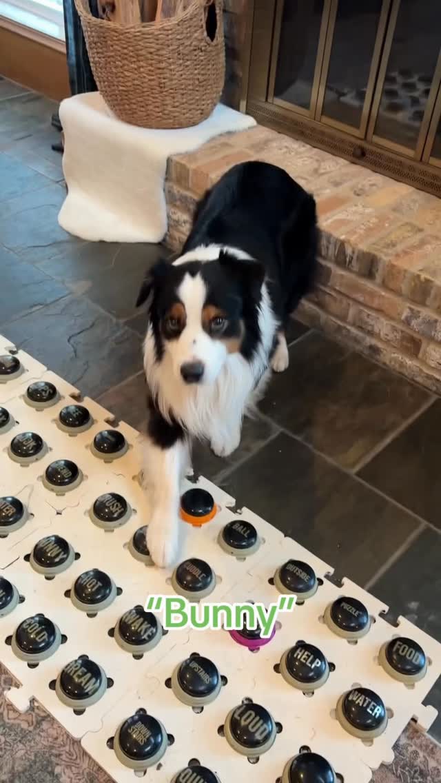 Palmer has been getting a little more active with the buttons lately. 🥹

“Bunny. Bunny.”

Trust me, buddy, I understand the desire for Bunny. Watching Flambo launch himself around the living room with it certainly isn’t helping the obsession. 😂 @flambothedog 
But for the record, there was absolutely no chance Flambo was handing that toy over.

Palmer is still learning that once he’s finished talking, he shouldn’t walk across every button on his way out, so please enjoy the bonus background commentary as he wanders through hoping someone understands his very important message: Bunny. Bunny. Bunny. #dogsofinstagram #australianshepherd #dogreels #talkingdog #aussiesofinstagram