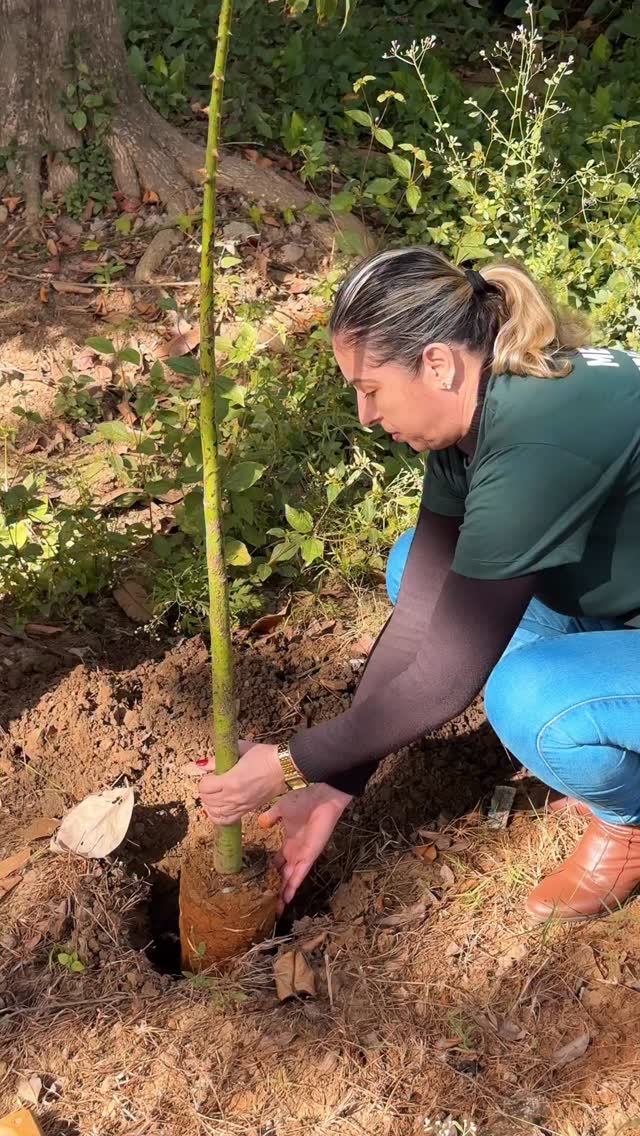 🌱💚 Cuidar do meio ambiente é plantar hoje o futuro que queremos colher amanhã!Durante a programação da Semana do Meio Ambiente, equipes da Prefeitura de Barra Mansa realizaram uma ação de limpeza, revitalização e reflorestamento no Parque Natural Municipal de Saudade, fortalecendo a preservação de um dos mais importantes patrimônios naturais da nossa cidade.🌳 Espécies como paineira, pau-ferro, jamelão e jacarandá agora fazem parte desse compromisso com uma Barra Mansa mais verde, sustentável e preparada para as próximas gerações.👉 Preservar é um compromisso de todos. Faça parte dessa transformação! 🌱💚♻️ A Semana do Meio Ambiente continua! Acompanhe nossas redes sociais e participe das atividades programadas.#SemanaDoMeioAmbiente #BarraMansa #Sustentabilidade #MeioAmbiente #Reflorestamento by @barramansarj