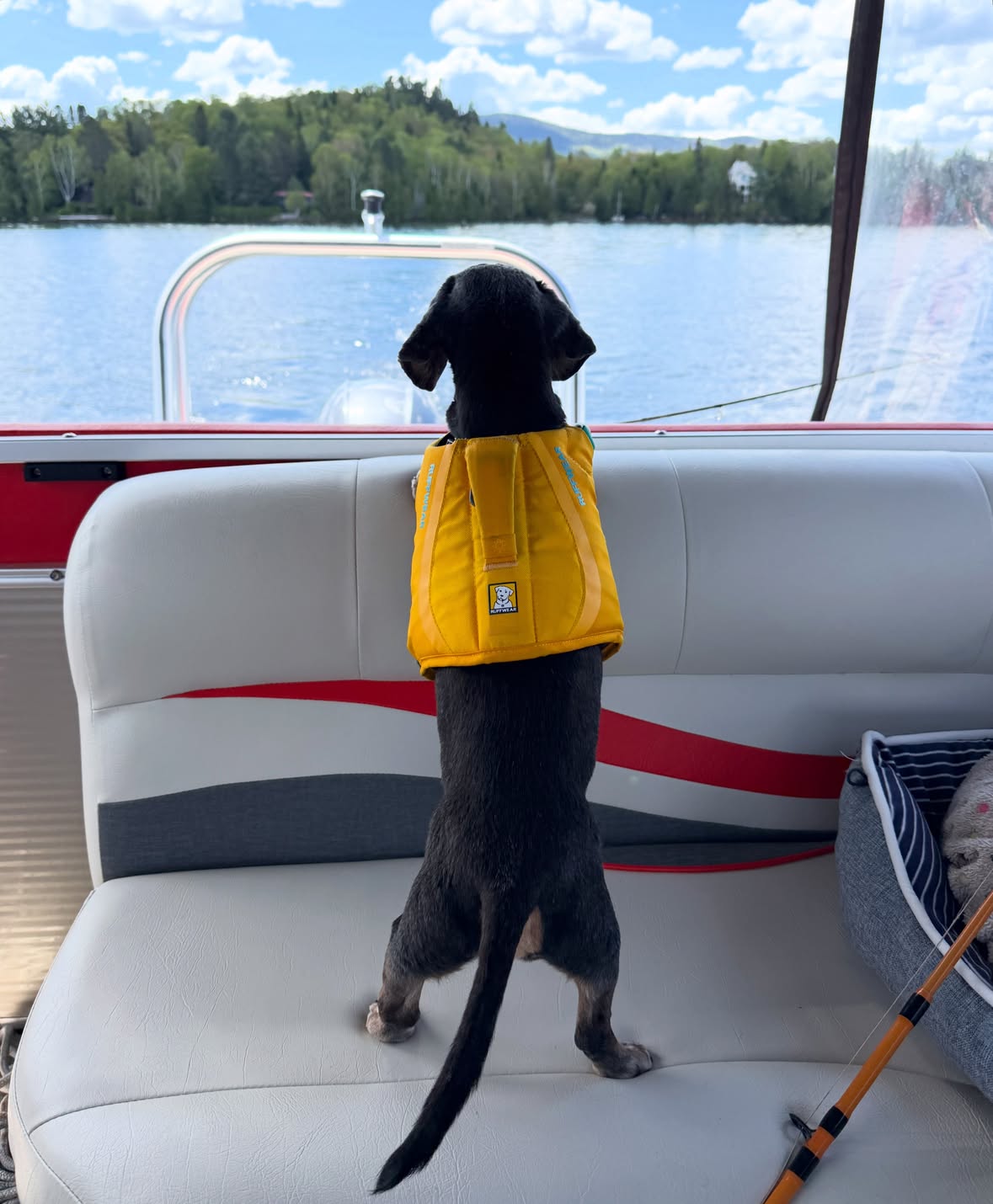 “How about a post for mr Oakley Dokily?! Oakley is doing good! Like me, we’re both gettin’ older, but he’s still a young chap compared to me. He enjoys his naps these days.. and he still talks about “retiring” although I’m not sure what he’s planning to ‘retire from’.. 🤣” 

~ Crusoe