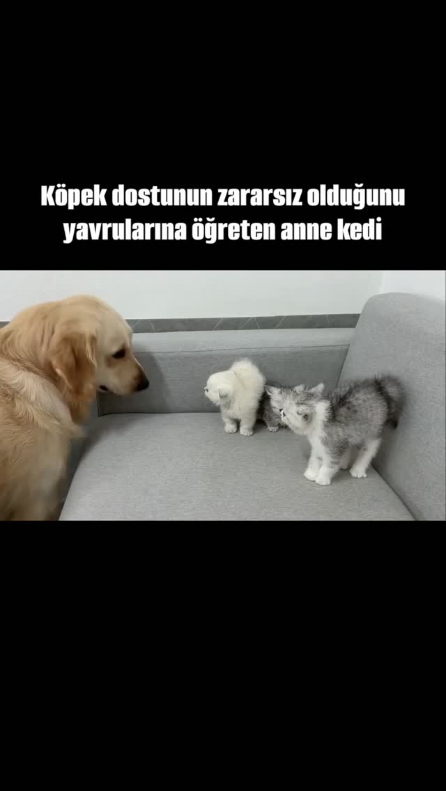 Anne kedinin hamlesinden sonra hepsinin köpeğin yanıbaşına gelmesi 😊 [📹 BibiDoggo / Youtube ]